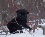Mops Rassestandard 