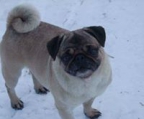 pug welpen