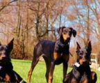 dobermann welpen kaufen