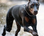 dobermann schwarzt