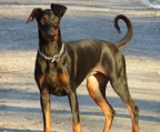 dobermannwelpen