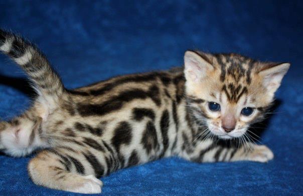 Aussergewöhnliche Bengalkitten bei IMPERIALGOLD!