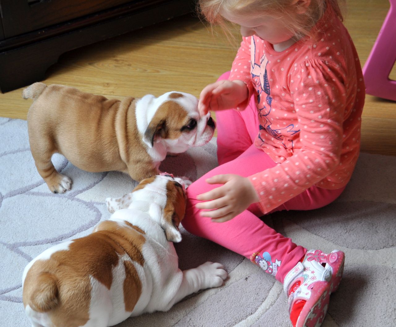 new english bulldog Welpen zu verkaufen