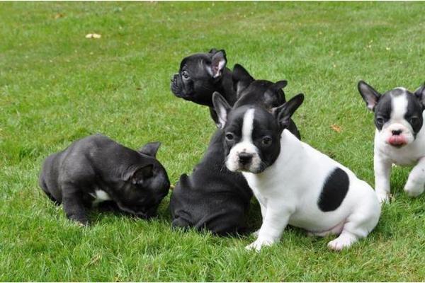 Französisch Bulldog Welpen kaufen