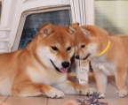 verkaufen hunden shiba inu