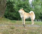 Preis welpe shiba inu