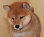 shiba inu Züchter Schweiz