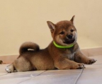 Hündinen welpen Shiba Inu