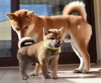 2 monate welpen Shiba Inu