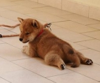 Shiba inu hunden