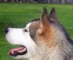 Alaskan malamute züchter welpen