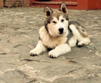 Alaskan malamute schweiz