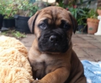 bullmastiff welpe kaufen