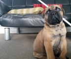 bullmastiff schweiz verkaufen