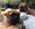 bullmastiff welpen verkaufen