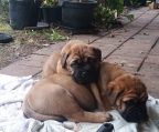 bullmastiff Paar welpen preis