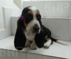 basset hound kosten