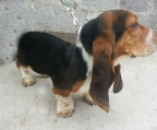 basset hound züchter