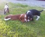 suche basset hound welpen