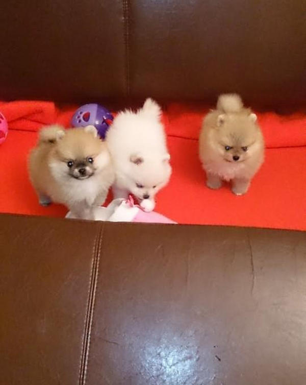   Pomeranian Babys