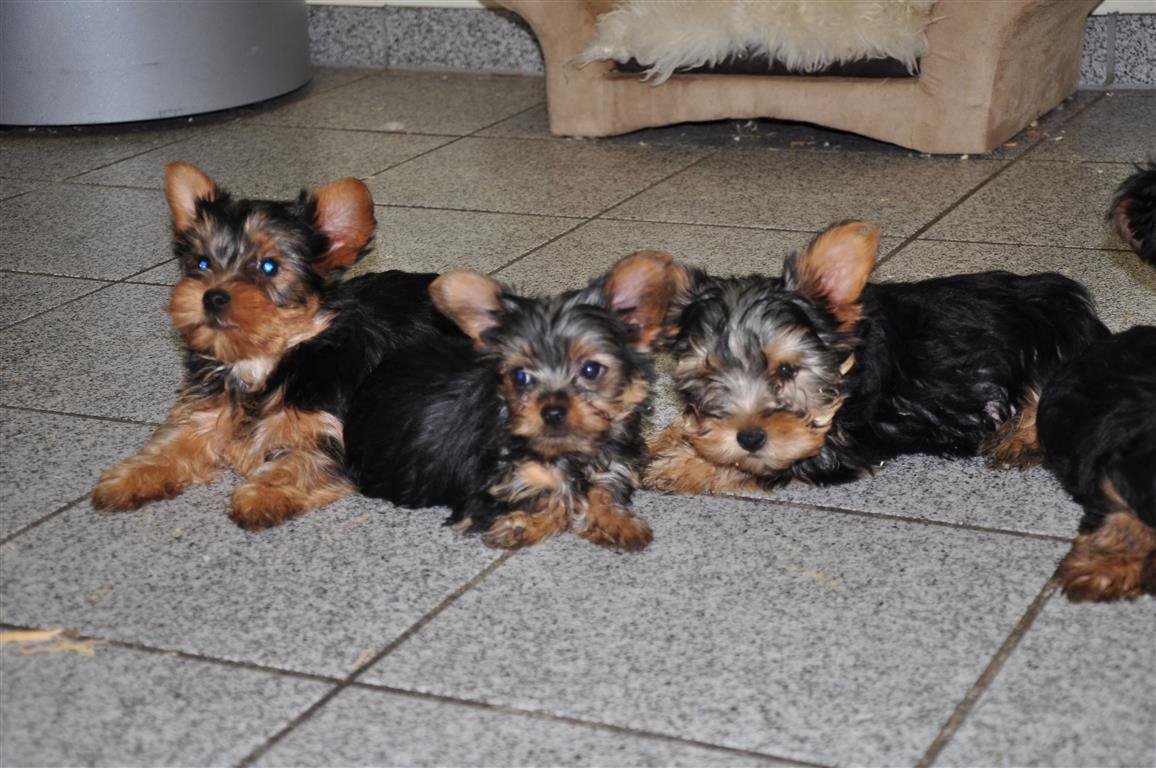 yorkshire terrier abzugeben