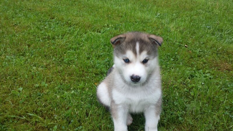 Siberian Husky Welpen - Wurfdatum