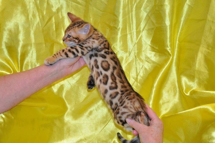 Bengal und savannah  Kitten - Katzen suchen liebevolles zu Hause