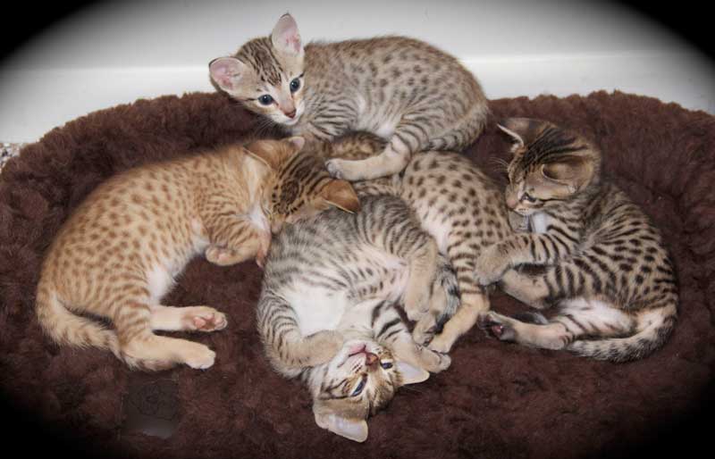 Super schöne Bengal und savannah Babys mit Rosetten