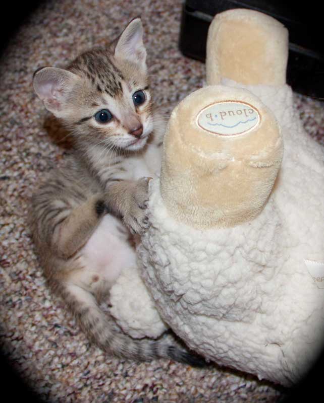 Bengal und savannah  Kitten mit Papieren