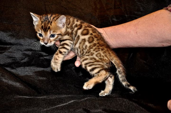 Traumhaft schöne Bengalkitten