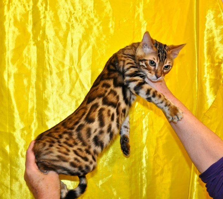 Bengal und savannah Kitten  - Katzen suchen liebevolles zu Hause