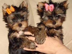 Hermosos cachorros de pura raza Yorkie