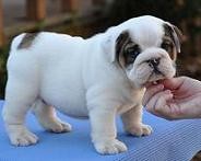 Súper Adorable AKC Bulldog Inglés Son pequeño compañero encantador 