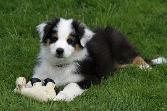 Traumhaft schöne Australian Shepherd Welpen in allen Farben