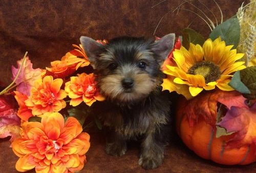 männlichen und weiblichen Mini-Yorkshire-Terrier-Welpen für Spielzeug liebevolles Zuhause.