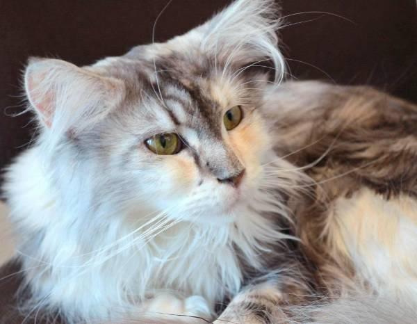 4-jährige Maine Coon Diva Ilana