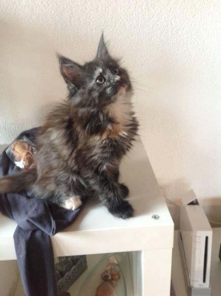 Maine-Coon-Kitten