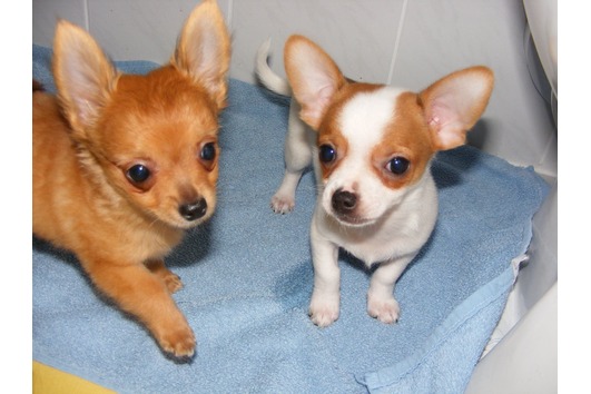 2 Mini Chihuahua Welpen****