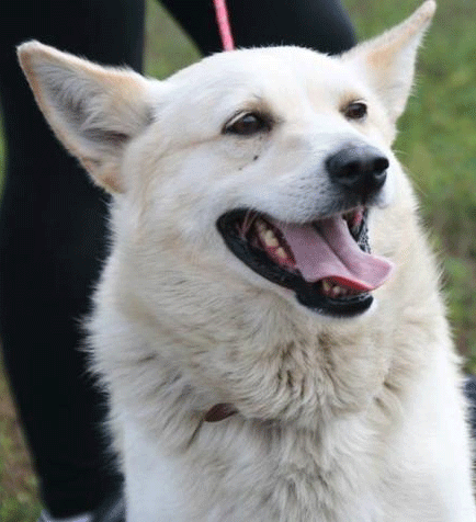 männlich kastriert ca. 3jährig mix