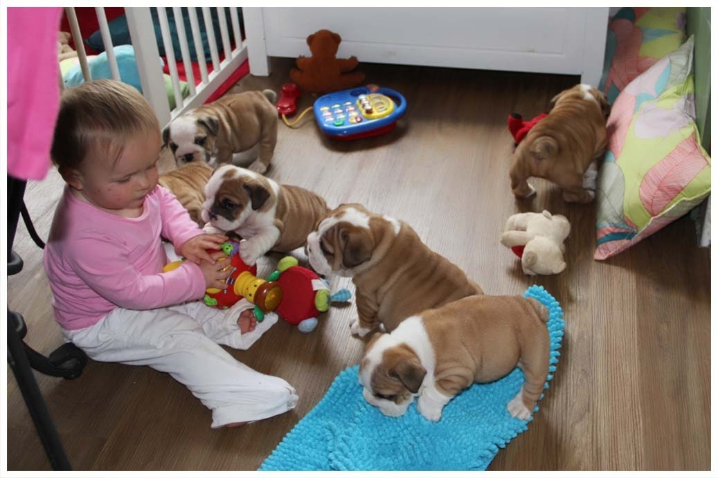 Hübsche Eng. Bulldogge Welpen