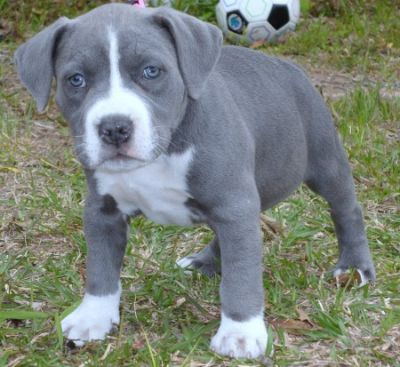 American Pit Bull Terrier Red Nose Welpen