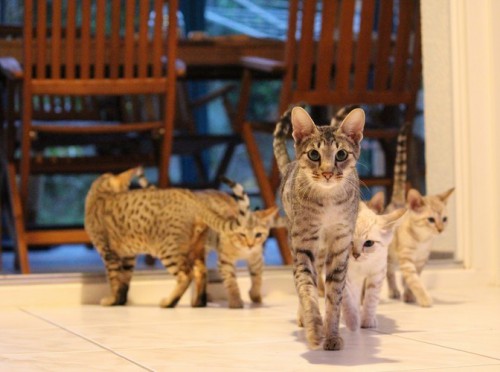    Savannah Kitten F4 und F5 von Savannahs zu verkaufen