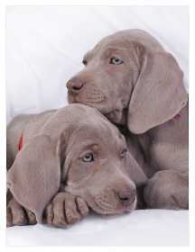 Weimaraner-Welpen