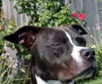 american staffordshire terrier Züchter