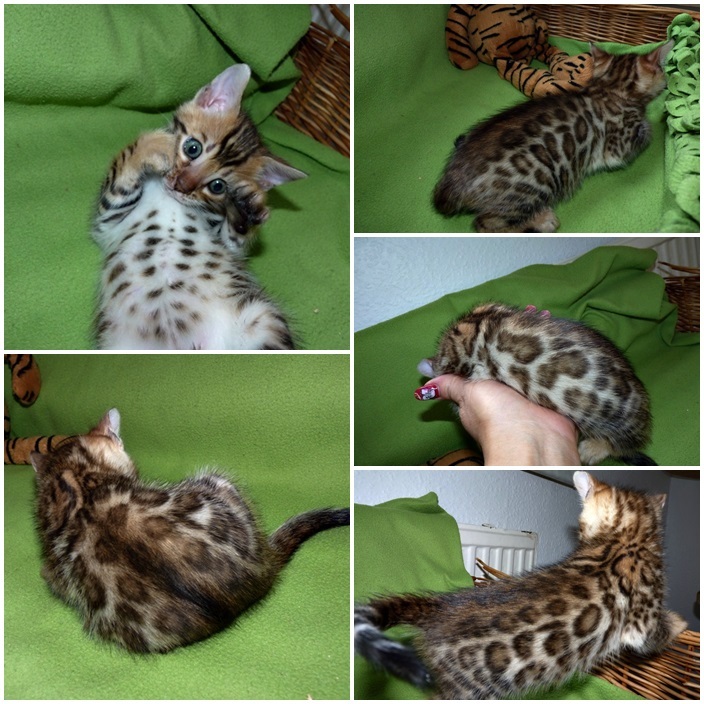 Bengal Katzenbabies zum verkaufen