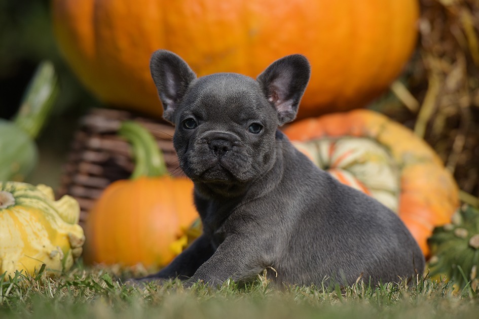 *Blauträger* Französische Bulldogge (WELPEN)