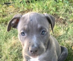 BLUE PITBULL CH