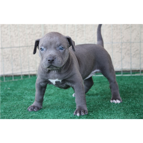 American Pitbull Bluelinewelpen,