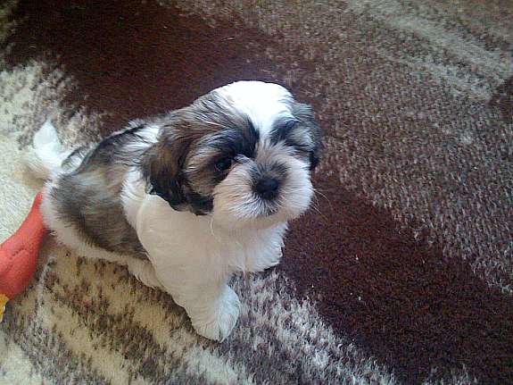 Shih tzu welpen