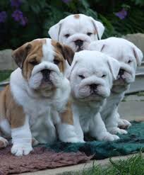  Englische Bulldoggen Traum Welpen - English Bulldog